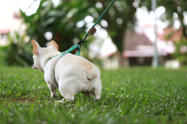 准备在草地上拉屎的狗图片下载