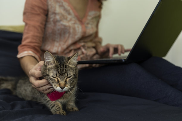 在电脑前工作的女人深情地看着她的猫图片下载