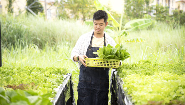 农业经营理念，年轻的农民男子抱着菜篮子在水培农场微笑。企业小的概念图片下载