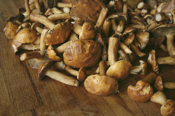 切菜板上的野生食用森林蘑菇(Suillus)图片下载