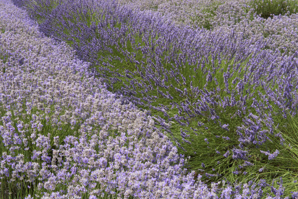 不同种类的薰衣草在薰衣草田开花图片下载