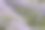 不同种类的薰衣草在薰衣草田开花图片下载