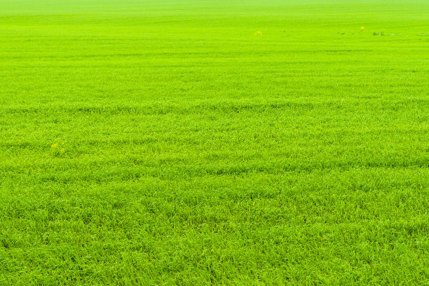 明亮的绿色，非常明亮的田野绿色的春草。农业的背景。图片下载