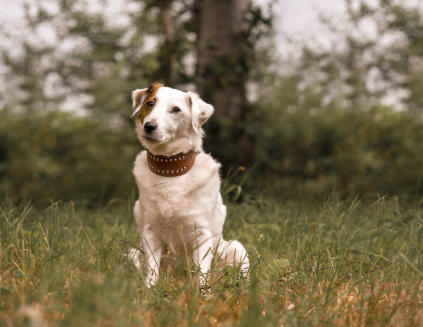 大自然中杰克罗素犬的肖像。图片下载