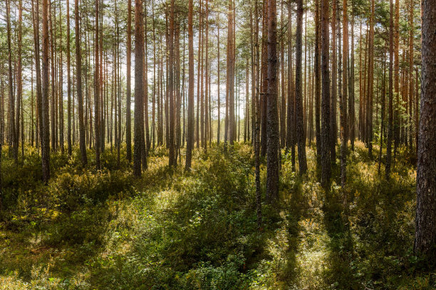 松树林，绿色的森林地面，光线在树木之间闪烁图片下载
