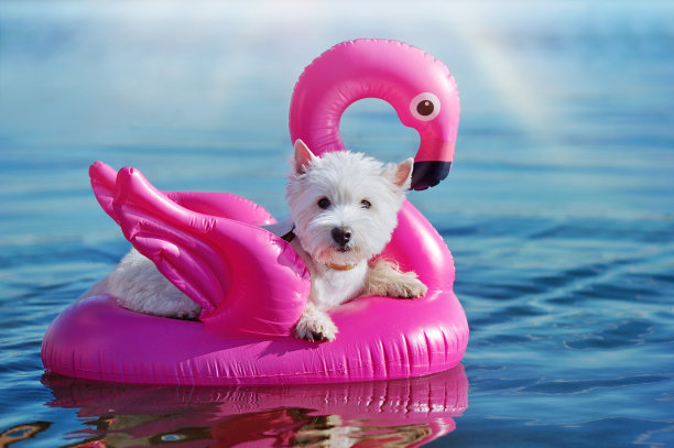 可爱的西部高地梗在橡胶火烈鸟上游泳图片下载