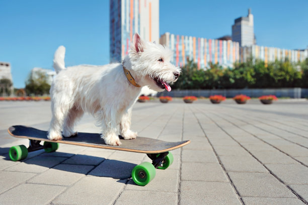 活跃有趣的西部高地梗长板上的城市图片下载