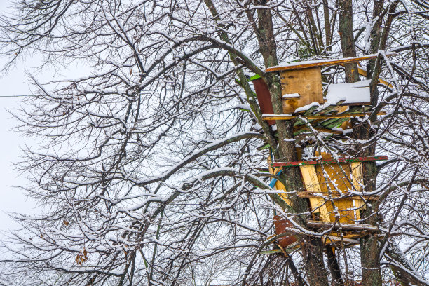 为冬天的树建造的木板小屋图片下载