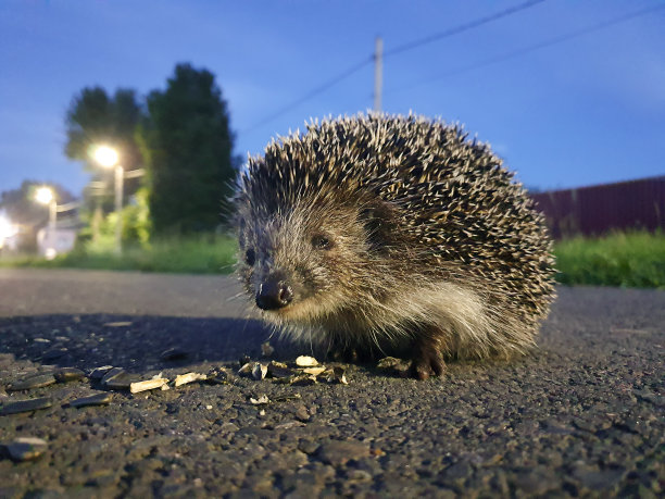城市路上的刺猬吃着种子，看着镜头图片下载