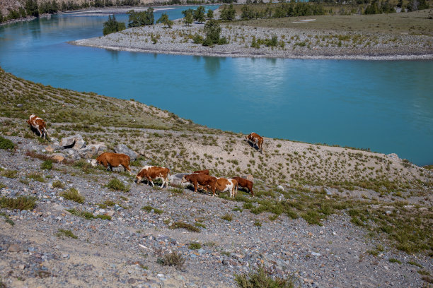 红色的奶牛在山间河边的草地上吃草。自由放养的宠物。动物和自然的美丽照片。图片下载