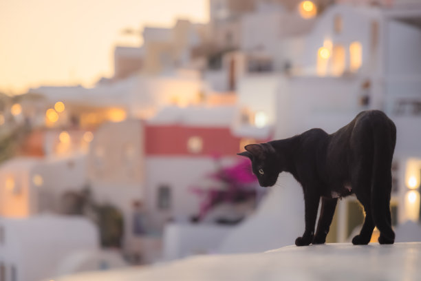 圣托里尼岛的黑猫图片下载