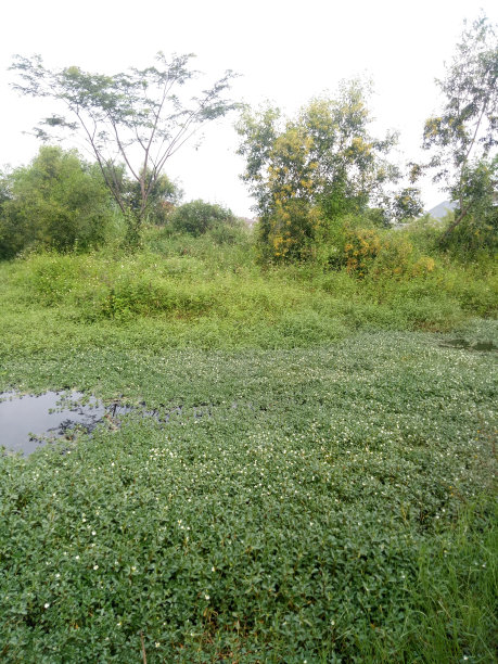 房子后面的沼泽充满了水和草图片下载