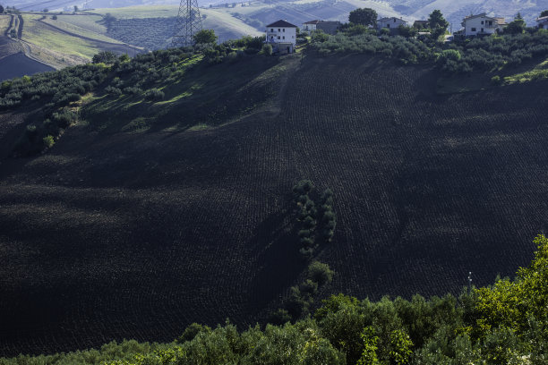 森林中树木的高角度视图图片下载