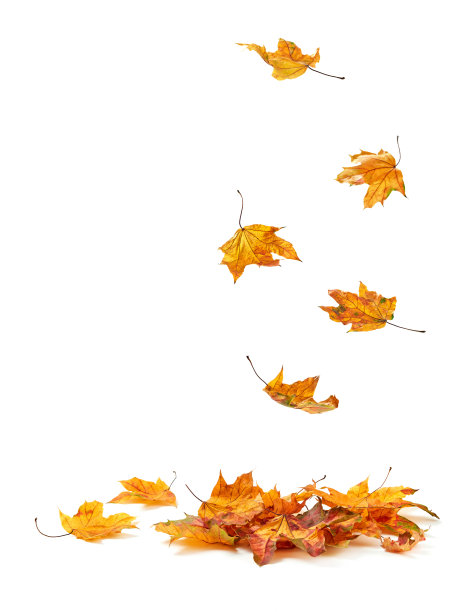 干atutumn叶子图片下载