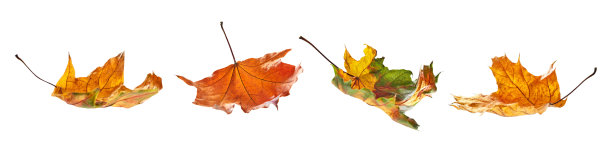 秋天的落叶种类图片下载