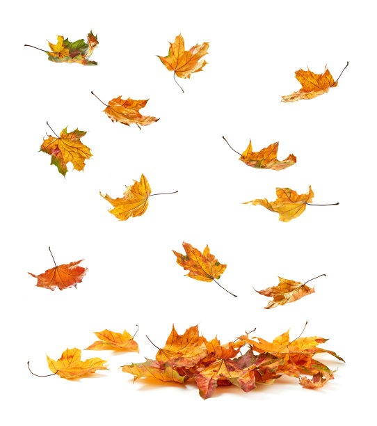 干秋叶堆图片下载