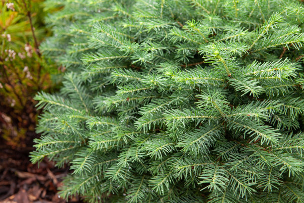 特写的马里亚纳云杉(黑云杉)与雨滴在冷杉针图片下载