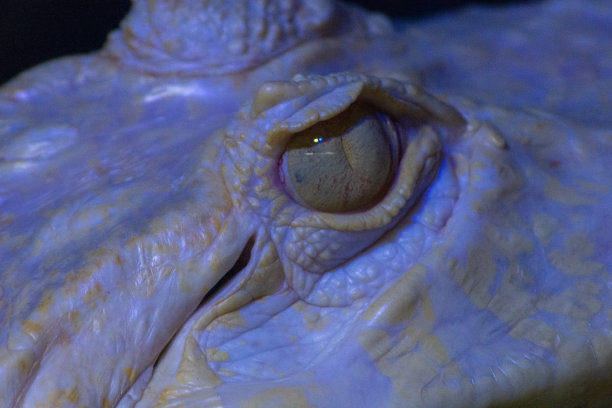 鳄鱼的眼睛图片下载