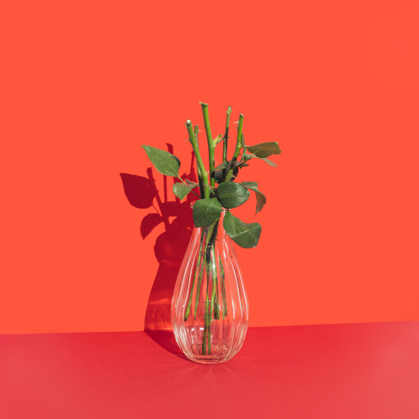 红色背景花瓶里的玫瑰和刺。黑暗的万圣节组成。图片下载