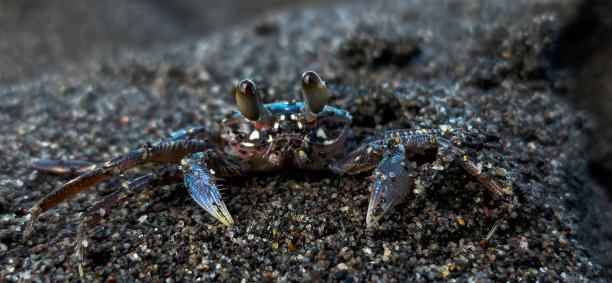 螃蟹在沙滩上伪装图片下载
