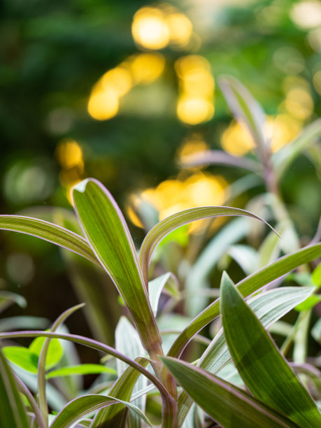 热带植物的特写镜头图片下载