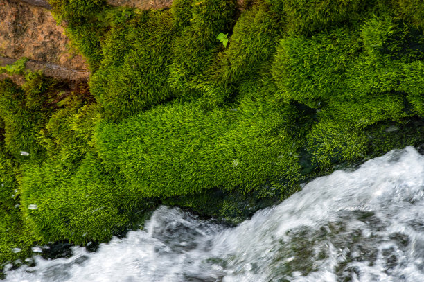 美丽的青苔和奔流的流水图片下载
