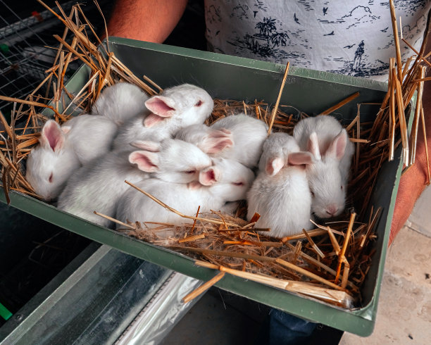 一个农民正抱着一箱小兔子。特写的兔子。白兔品种。在农场饲养兔子。图片下载