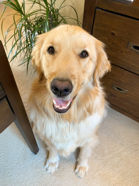 带你的狗去上班图片下载