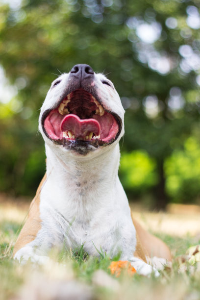秋天会笑的狗狗,图片下载