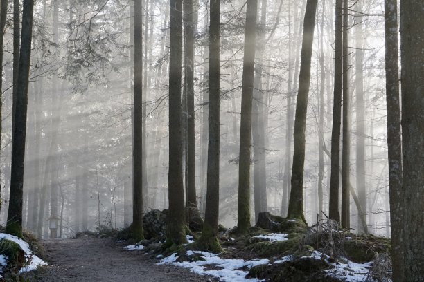 雾和阳光同时出现在森林里。雾中树木的轮廓。森林在黄色的雾光和美丽的阳光下。图片下载