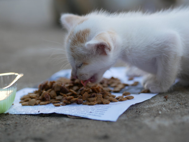 流浪猫在街头吃猫粮，请帮助流浪动物图片下载
