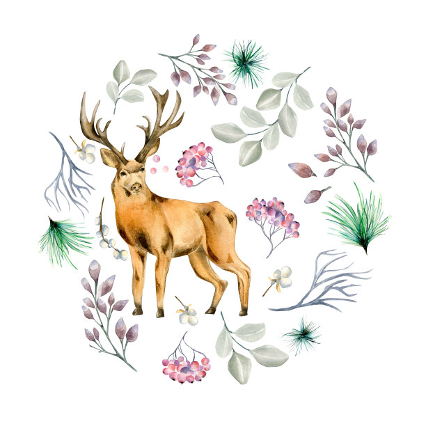 圆形框架的冬季植物和鹿水彩插图孤立的白色。图片下载