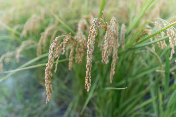 熟稻穗特写图片下载