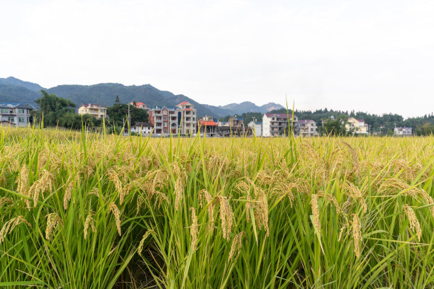 农村稻田里的稻子成熟了图片下载
