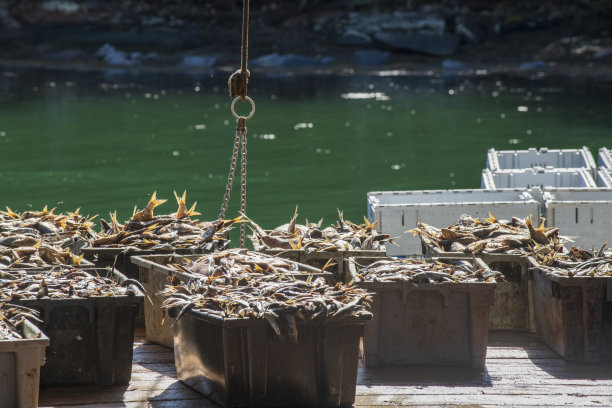 鱼在盒子里图片下载