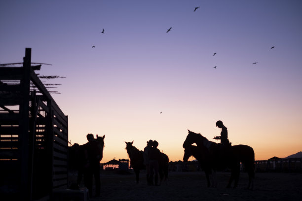 《黄昏》中的马的剪影。图片下载