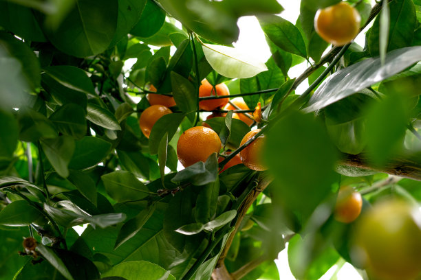 橘子挂在温室的树上，柠檬，家庭园艺，城市丛林，亲生物设计。图片下载
