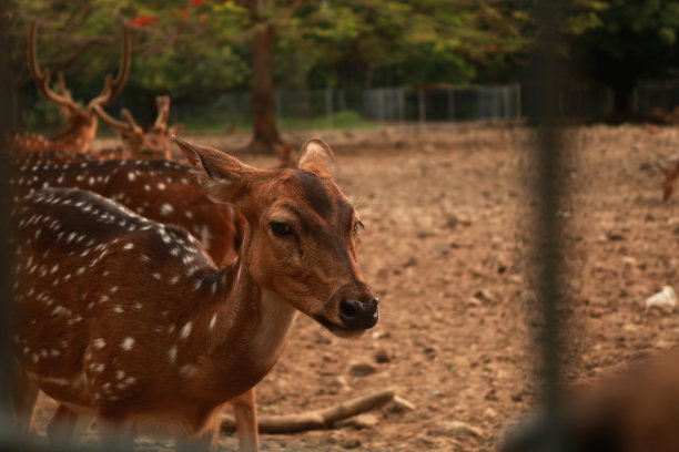 有角的鹿图片下载