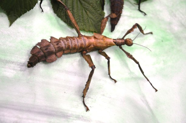 昆虫竹节虫图片下载