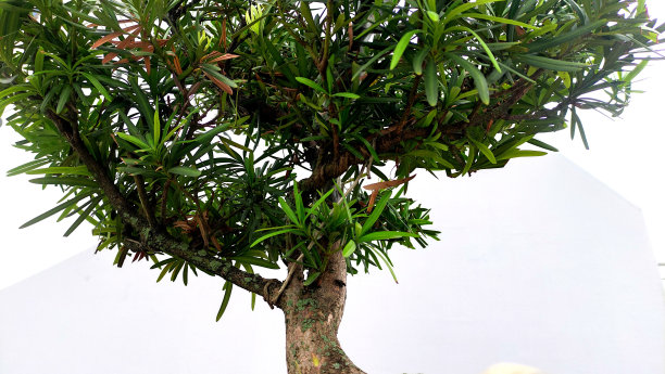 白石上的小盆景图片下载