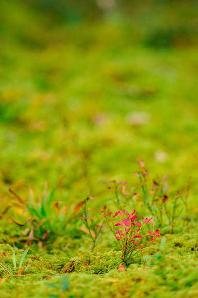 美丽的背景与绿色苔藓或麝香和各种各样的小植物和树叶图片下载