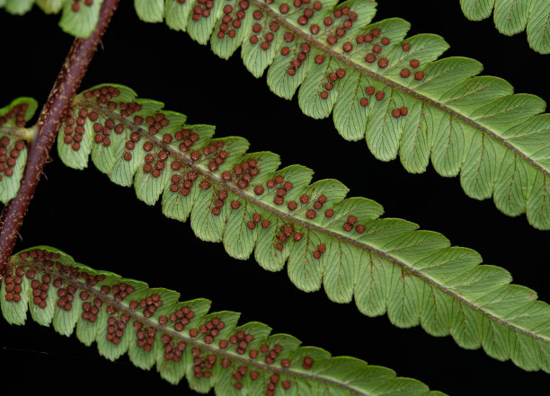 蕨类叶子背面孢子的微距图像。图片下载