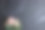 粉色玫瑰在黑色大理石背景与复制空间。图片下载