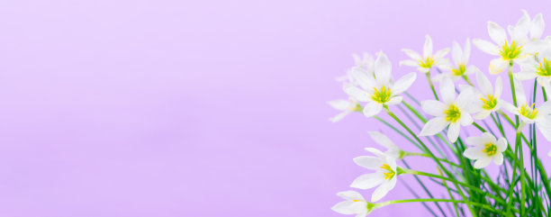 白色花蕾的开花西风，花瓣娇嫩，雄蕊黄色。图片下载