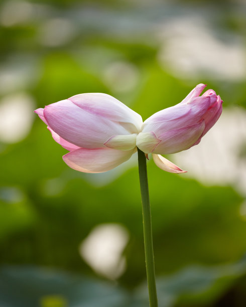 莲花在夏天图片下载