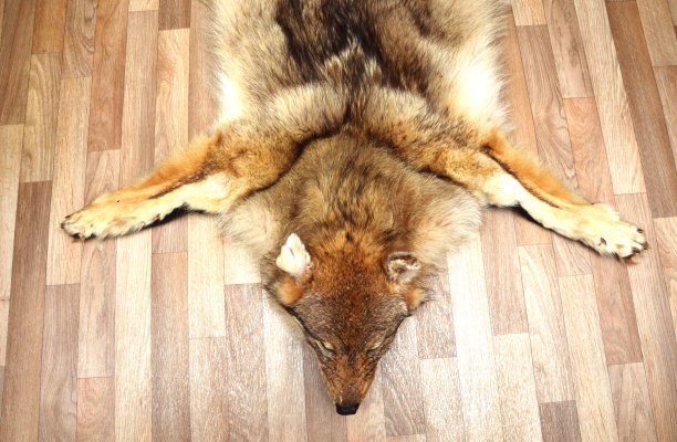 大灰狼图片下载