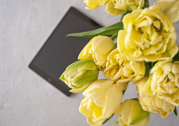 郁金香花的特写。图片下载