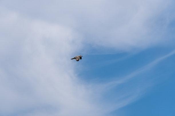 蓝蓝的天空中，云少，海鸥展翅飞翔图片下载
