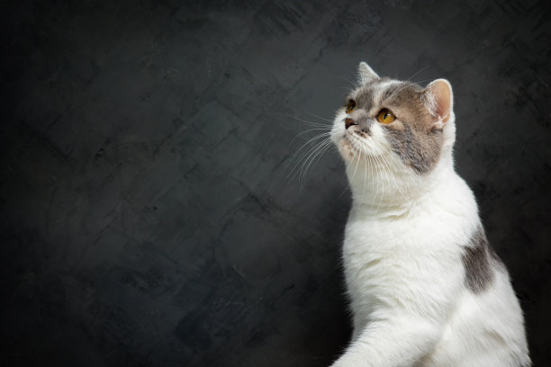 苏格兰折耳猫坐在黑色背景上。斑纹蓝猫孤立在黑色墙壁背景。画室里的白色小猫。图片下载