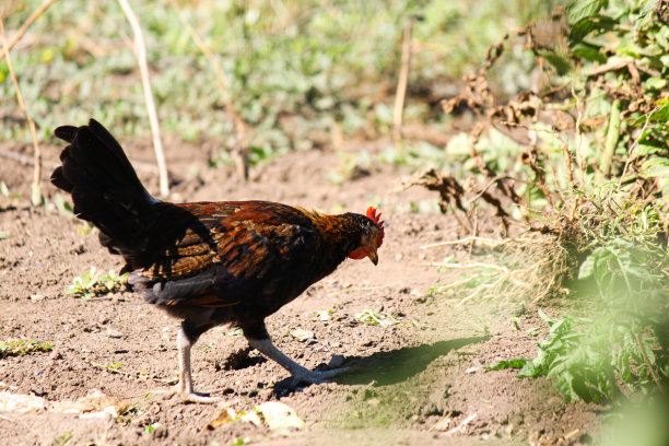 小鸡和公鸡图片下载